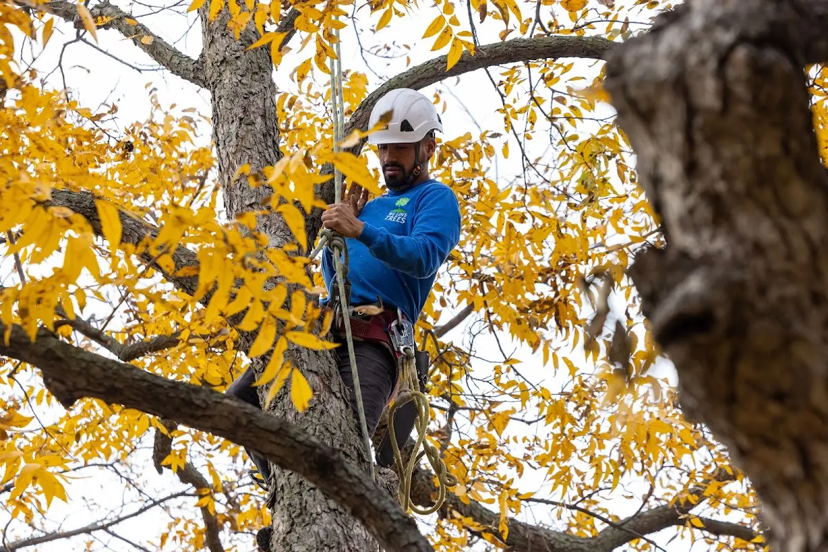 Skilled Emergency Tree Service crew working in Hoopeston